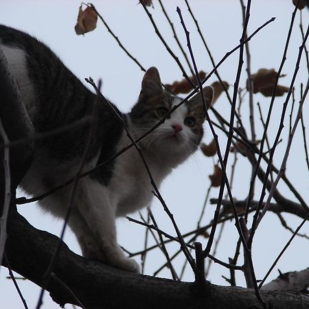 Pensiunea Casa Filoxenia Horezu Εξωτερικό φωτογραφία