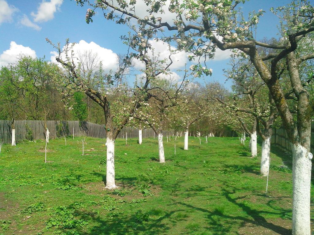 Pensiunea Casa Filoxenia Horezu Εξωτερικό φωτογραφία